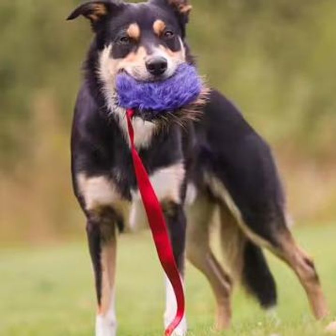 Hovedbilde Doggie-Zen Beverpelspute med langt håndtak