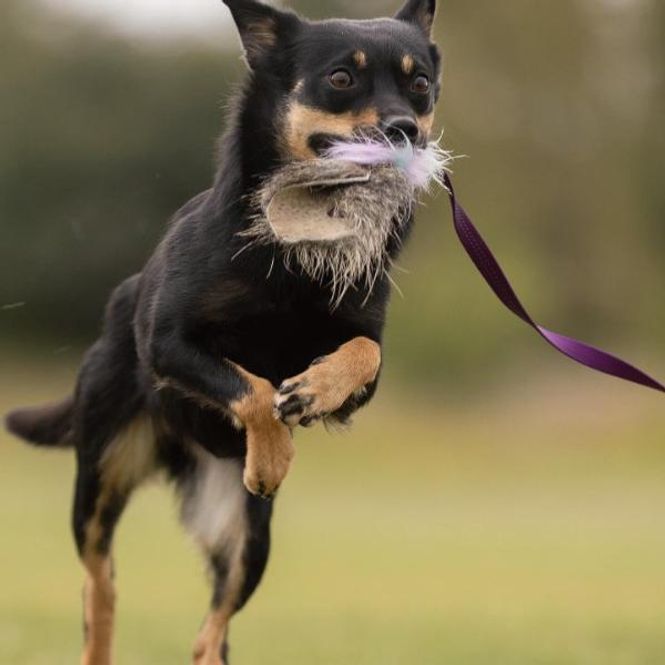 Hovedbilde Doggie-Zen Grevlingpels med håndtak