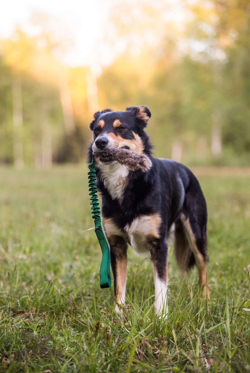 Doggie-Zen Kaninpels med elastisk håndtak