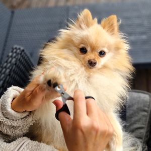 Pomeranian som får potestell