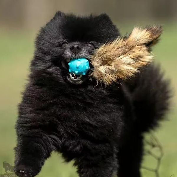 Hovedbilde Doggie-Zen Vaskebjørnhale med Knobble ball